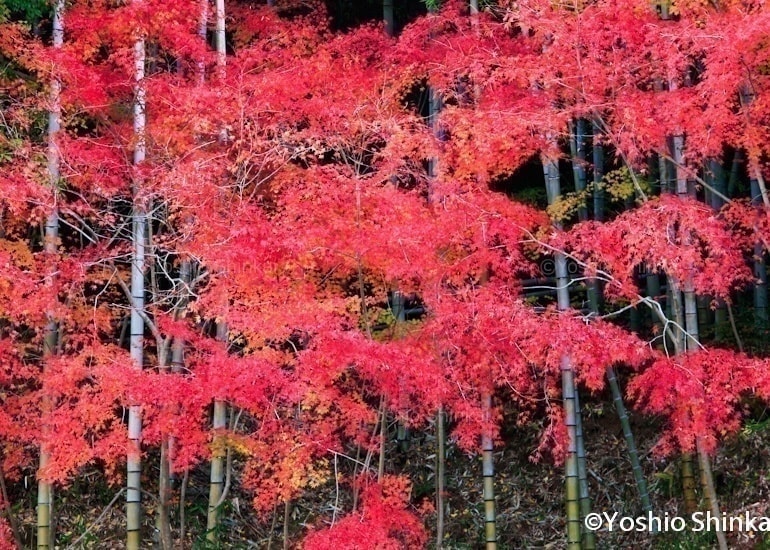 紅葉と竹林
