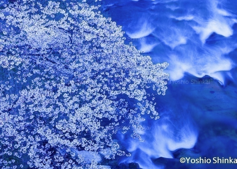 山桜と川