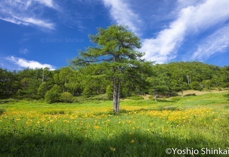 高峰高原のニッコウキスゲ