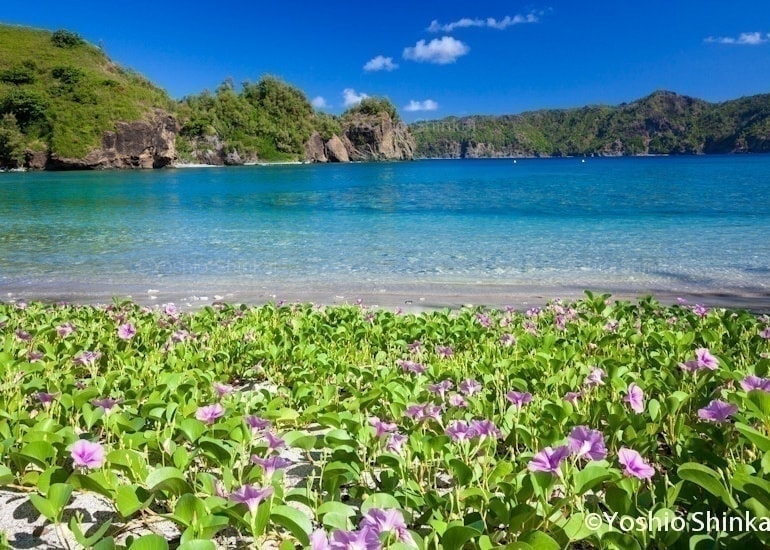 花と海