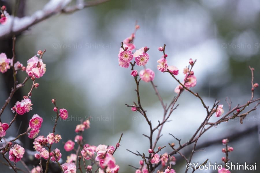 雪降る梅園