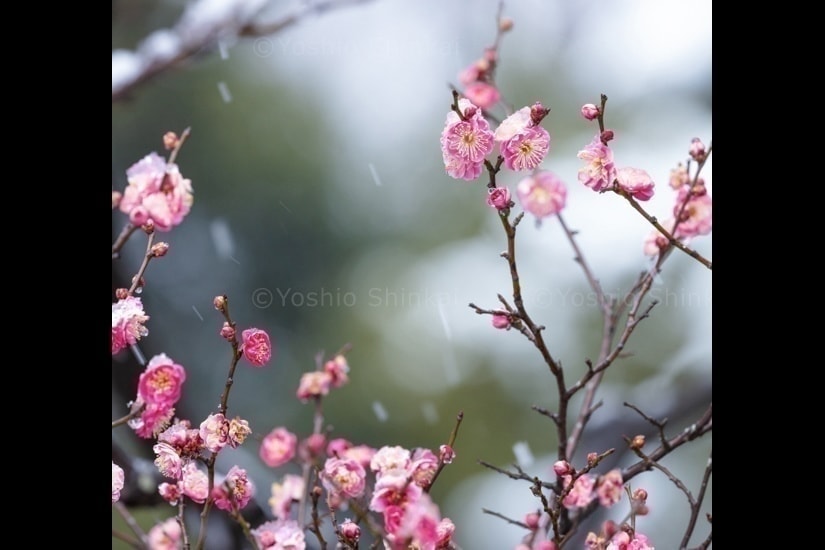雪の梅園に咲く