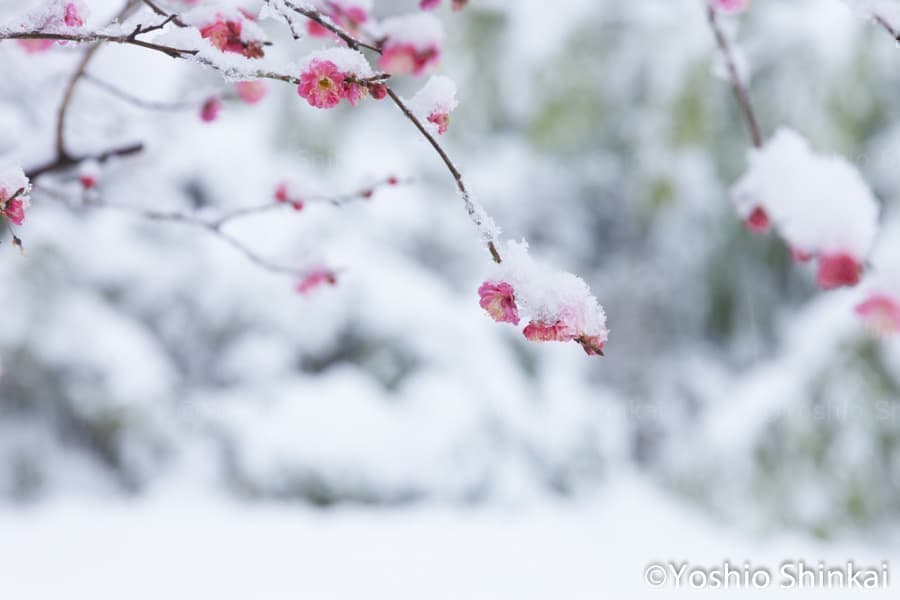雪と紅梅