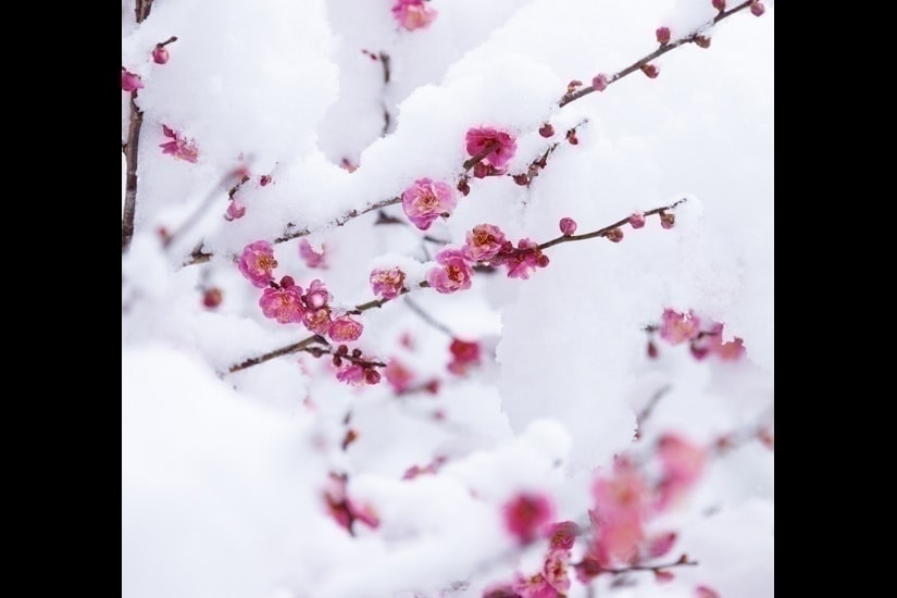 紅梅と雪