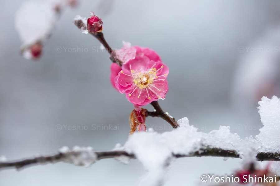 一輪の梅の花