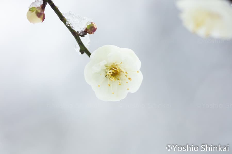 白い梅の一輪