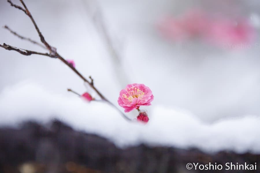 雪の枝に咲く一輪の梅
