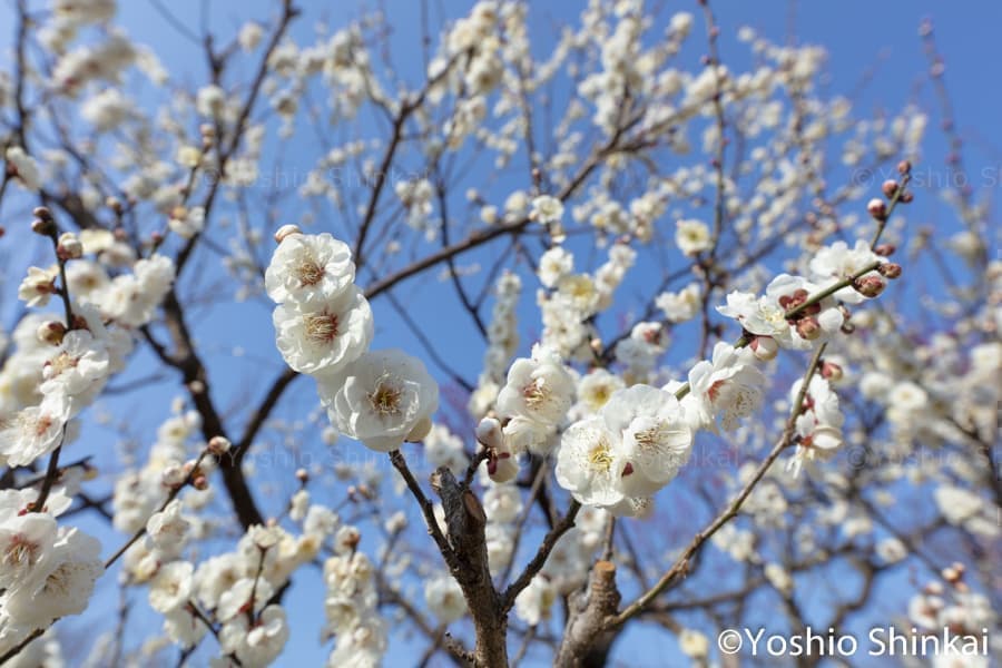 白梅と青空