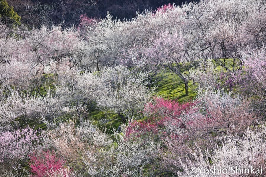 高尾梅郷の梅の花