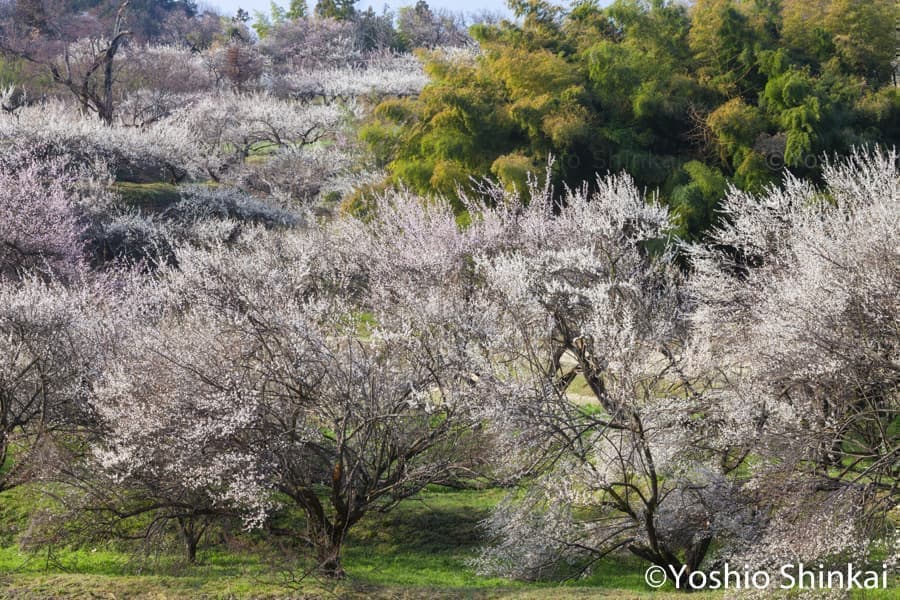 梅園と竹林