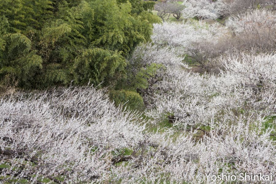 白梅と竹林