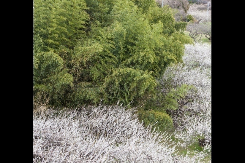 白梅と竹林