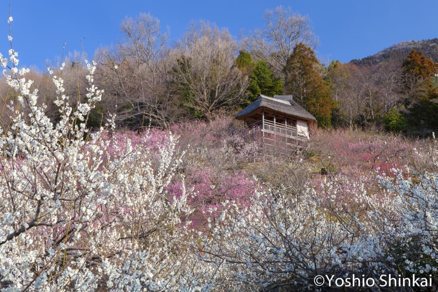 筑波山の梅林