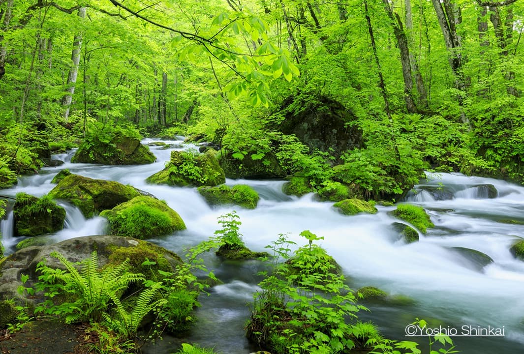 奥入瀬渓流