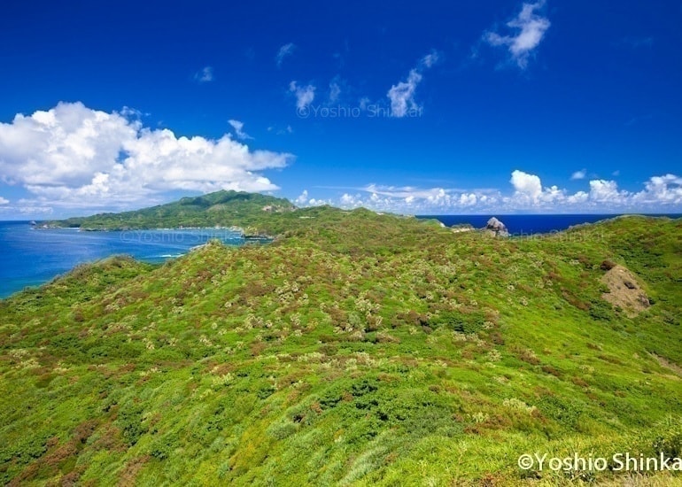 母島の風景