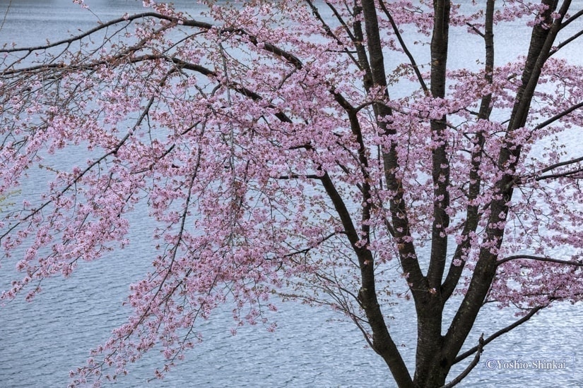 中綱湖の桜