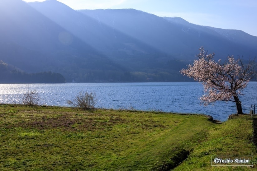青木湖の桜