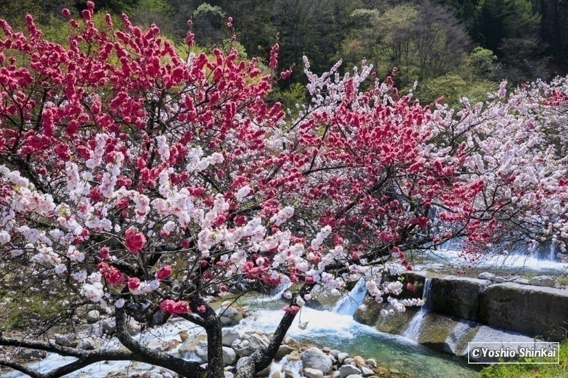 花桃の里