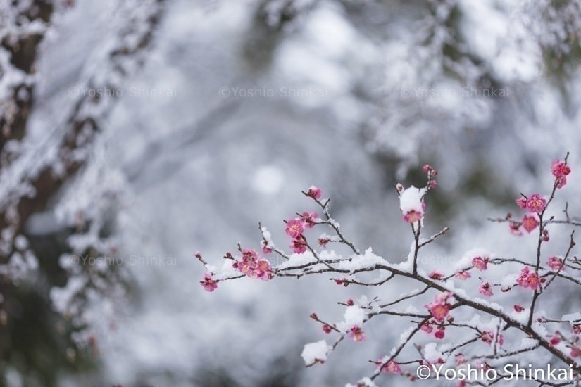 雪と梅の花