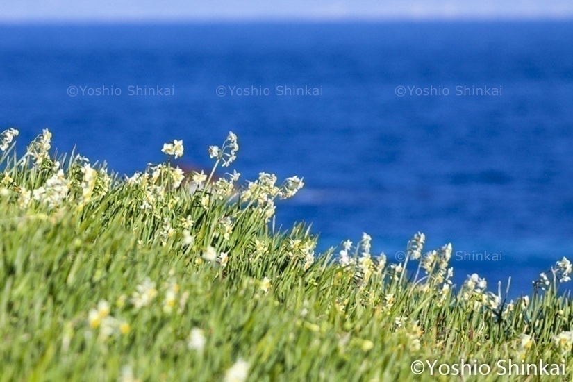 スイセンの花と海
