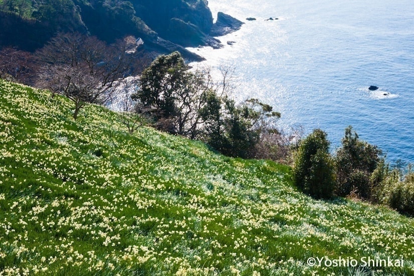 スイセン咲く越前岬