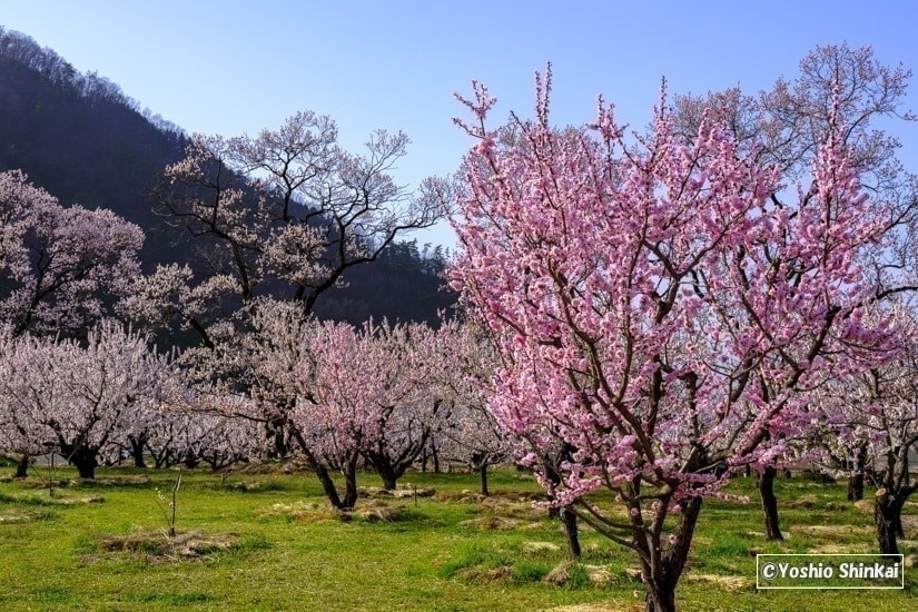 あんずの里