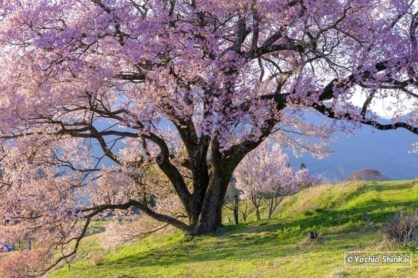 一本桜