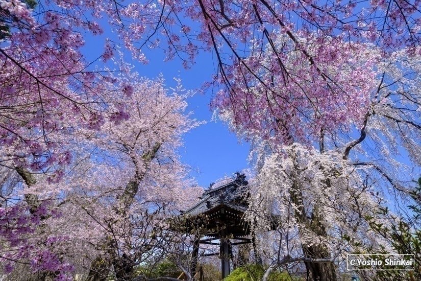 桜