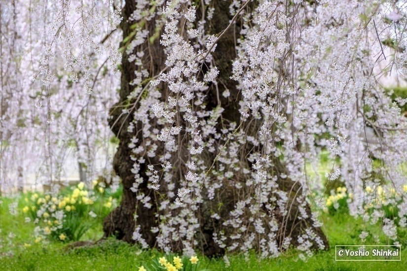 しだれ桜
