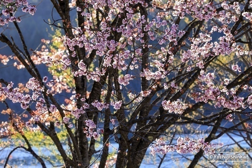 山桜咲く青木湖