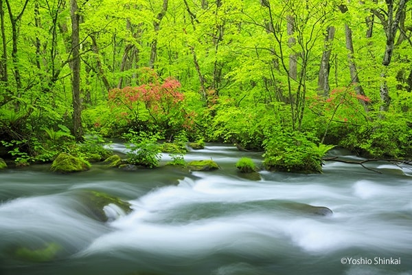 奥入瀬渓流