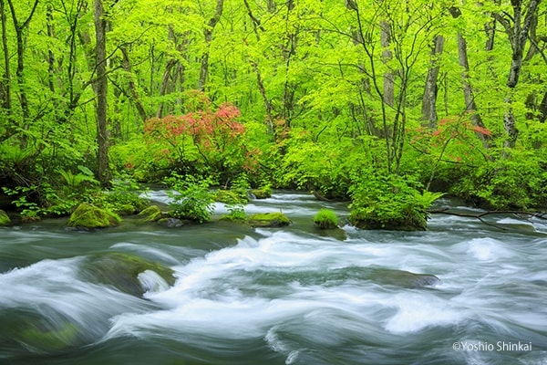 奥入瀬渓流