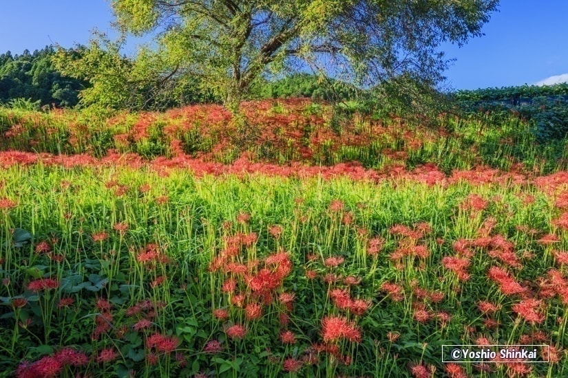簑沢の彼岸花群生地
