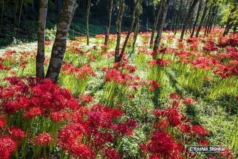 粟野の彼岸花群生地