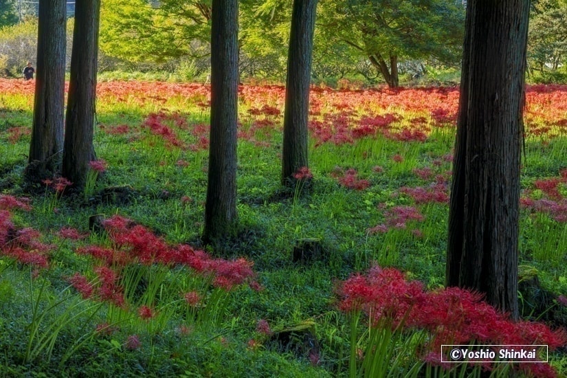 粟野の彼岸花群生地