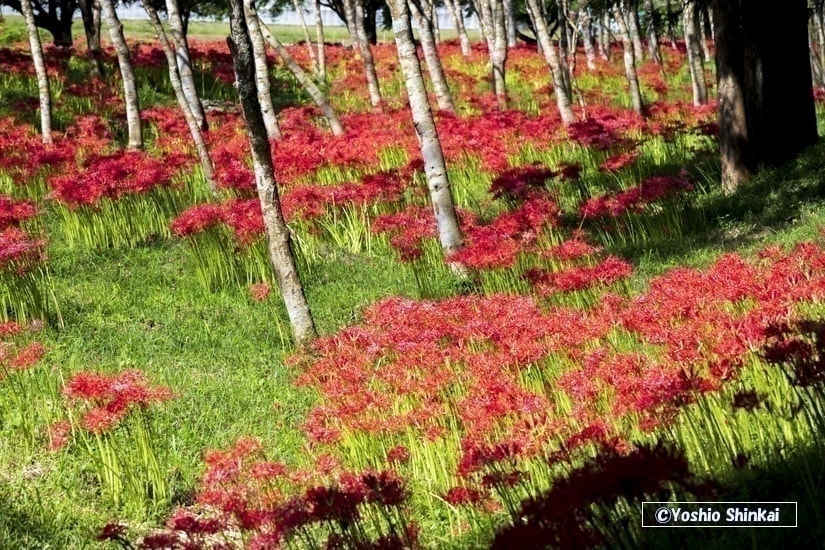 粟野の彼岸花群生地