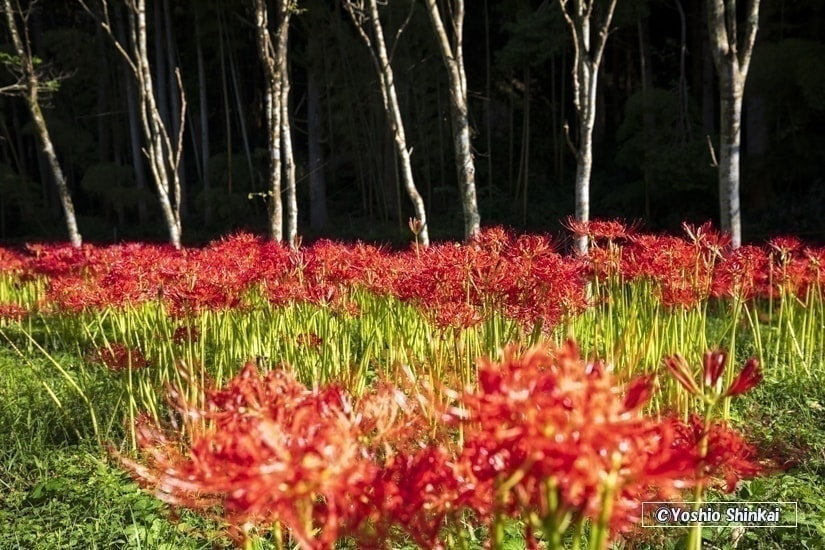 粟野の彼岸花群生地