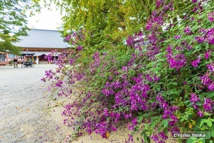 萩の花咲く毛越寺