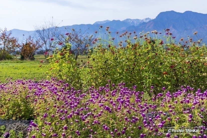 花と北アルプス