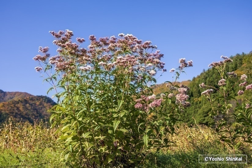 フジバカマの花
