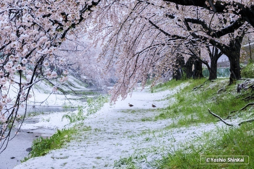 桜と雪
