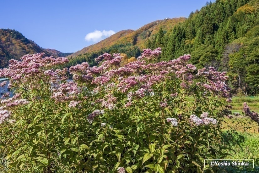 フジバカマの花