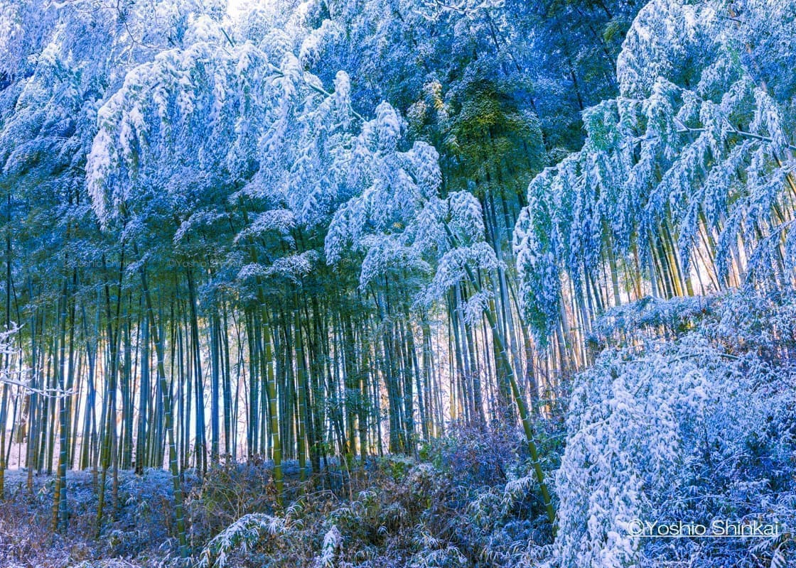 竹林と雪