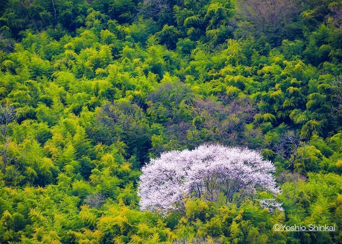 竹林と桜