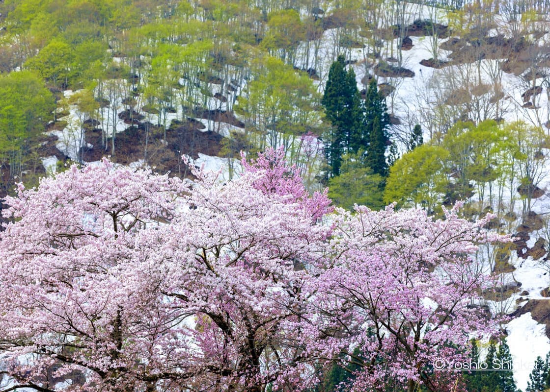 山桜