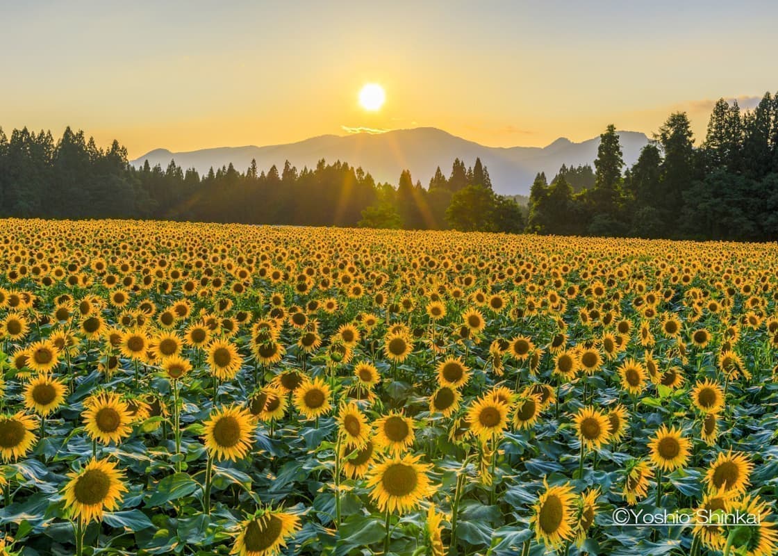 津南ひまわり広場
