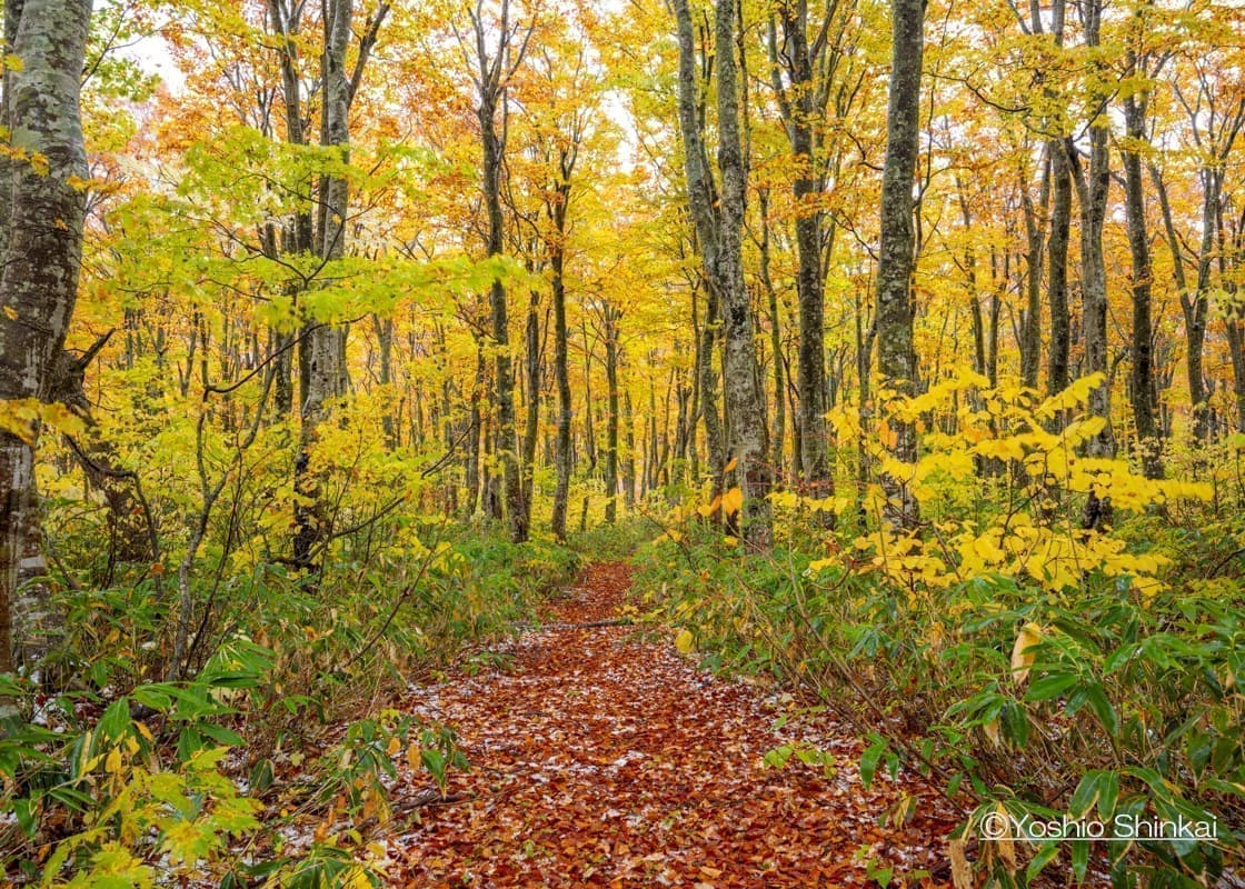 八甲田のブナ林