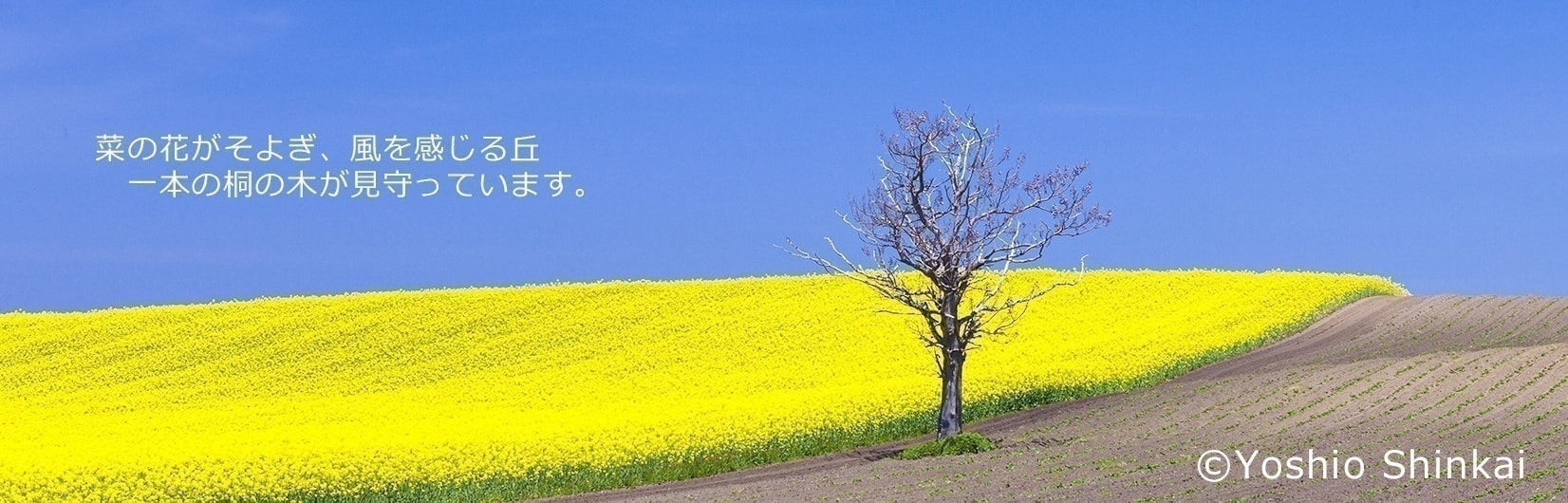 菜の花畑の丘