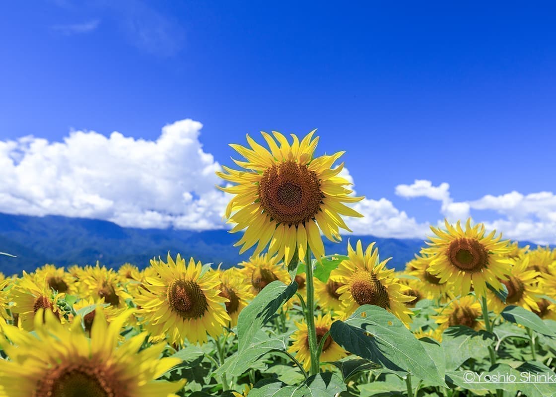 明野のひまわり畑