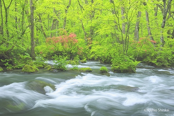 奥入瀬渓流